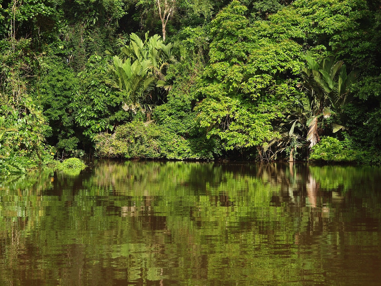 Tortuguero, un système de canaux et mangroves essentiel pour l'écosystème des Caraïbes costariciennes